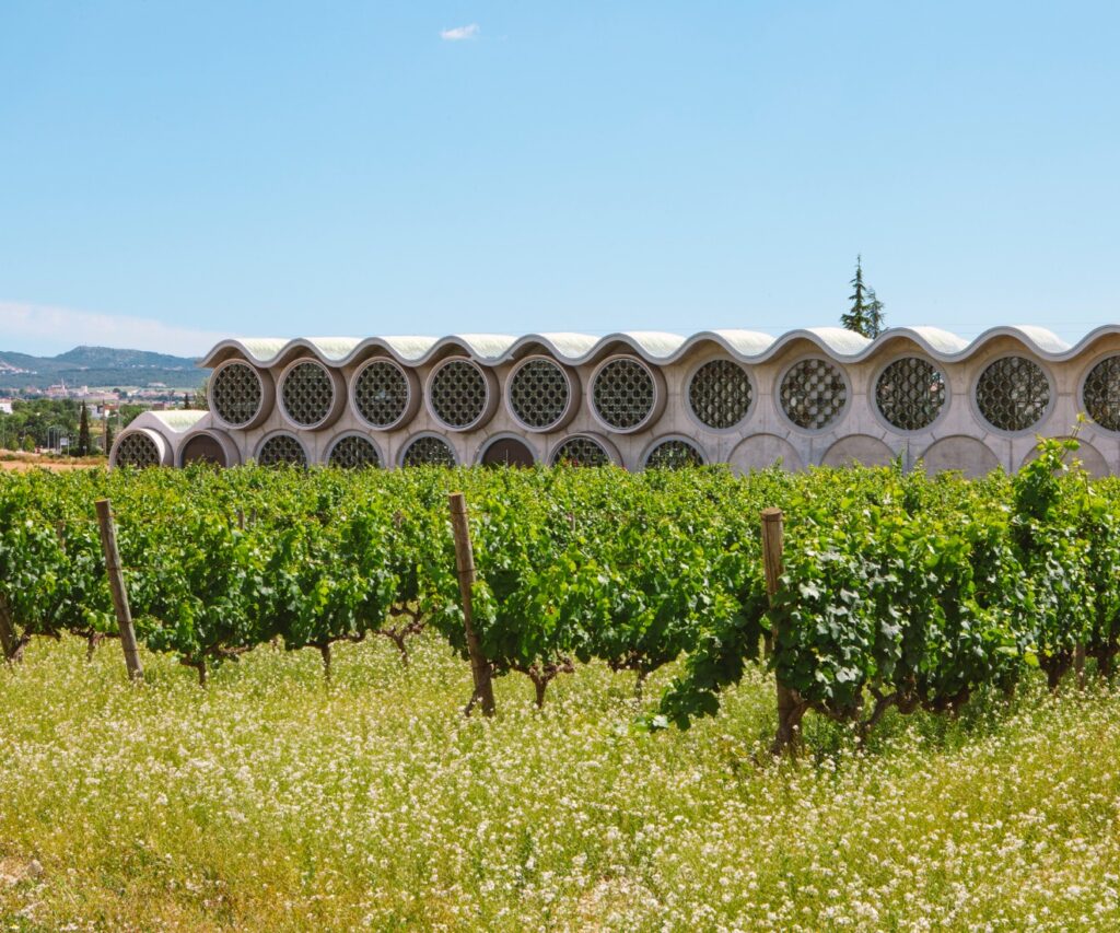 bodega de cavas y vinos