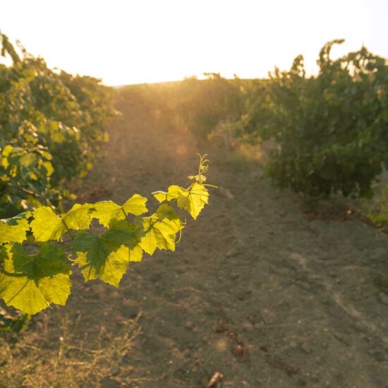 Paint the vineyard with wine