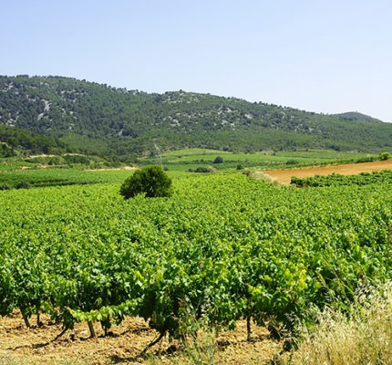 viñas hotel con bodega Mastinell